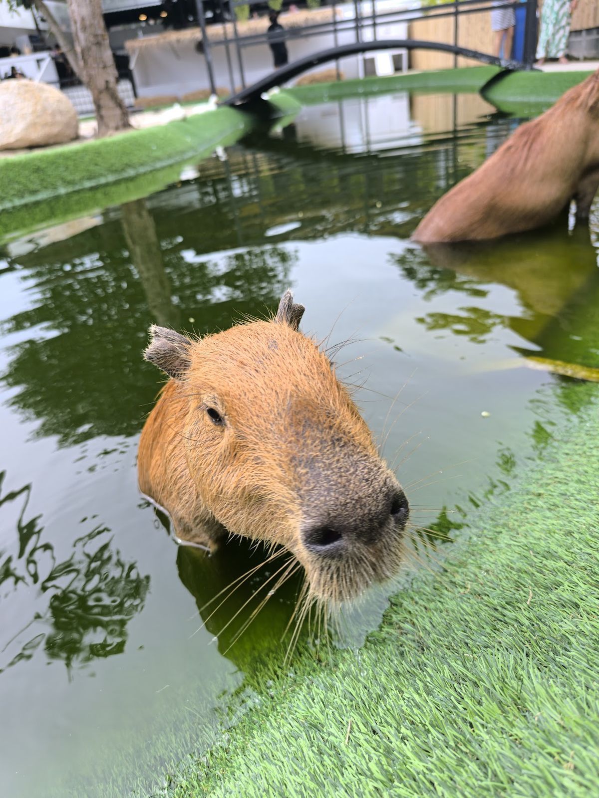 Capybara World Koh Samui photo 4