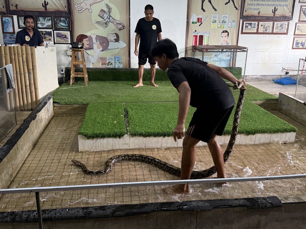 Cobra Show Thailand photo 4
