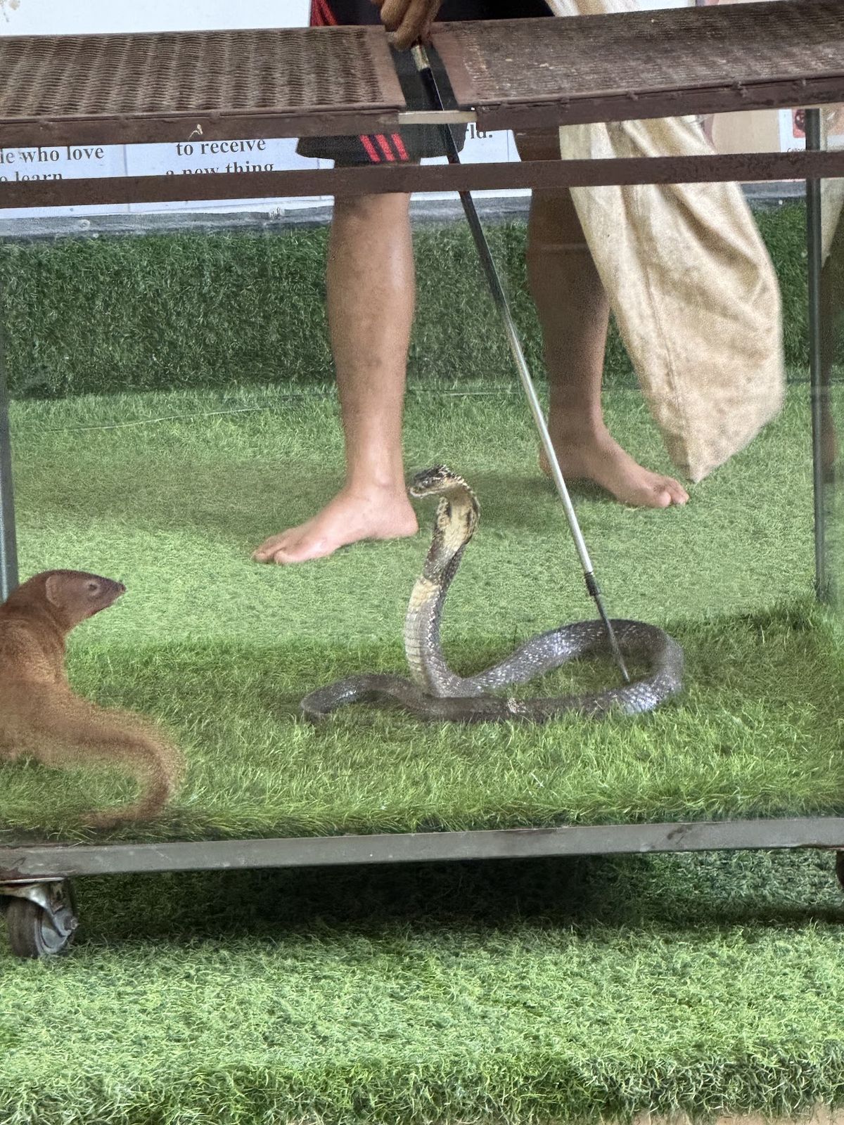 Cobra Show Thailand, Koh Samui