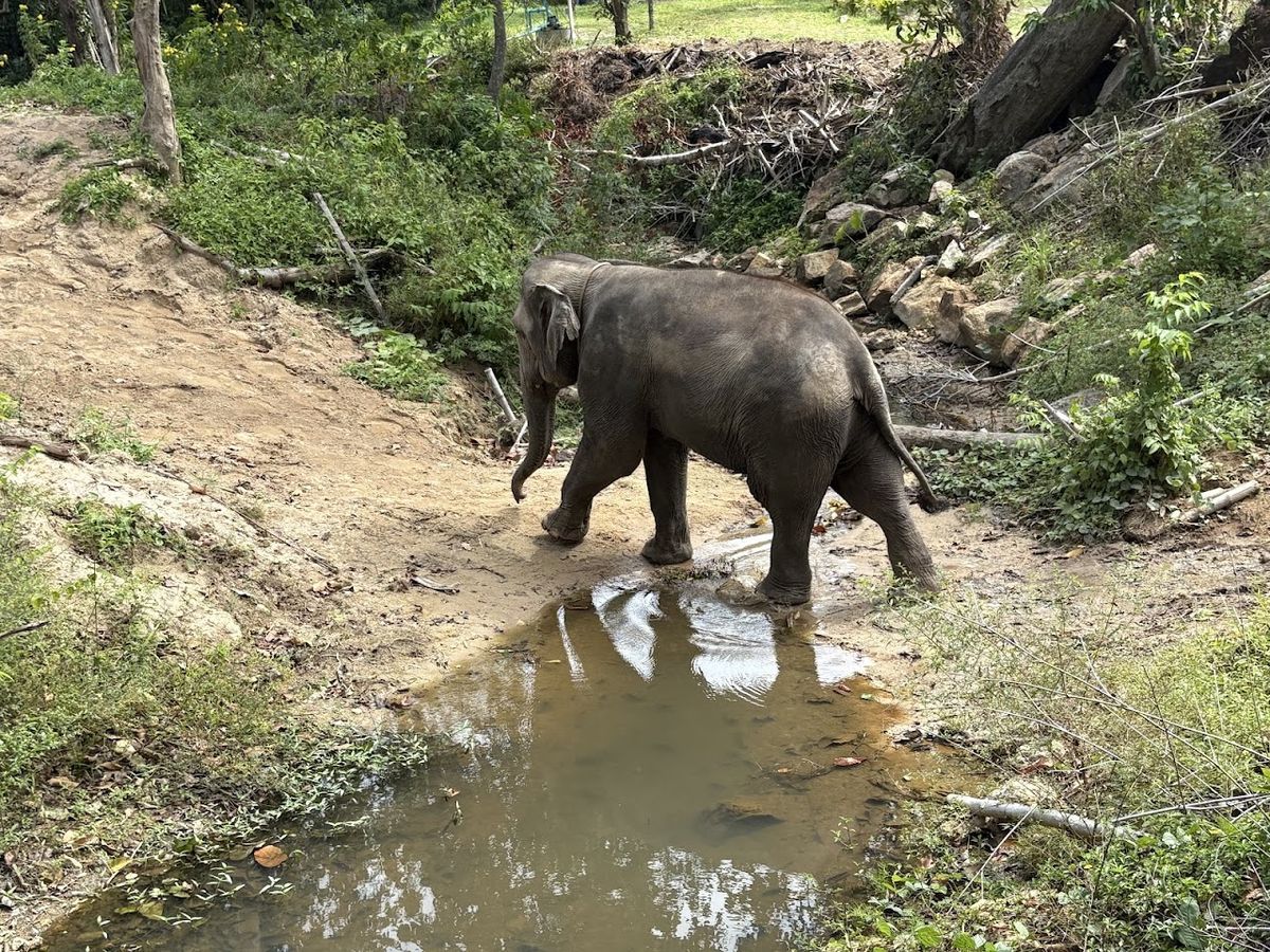 Elephant Jungle Sanctuary Samui (Soi 1 Branch) photo 3