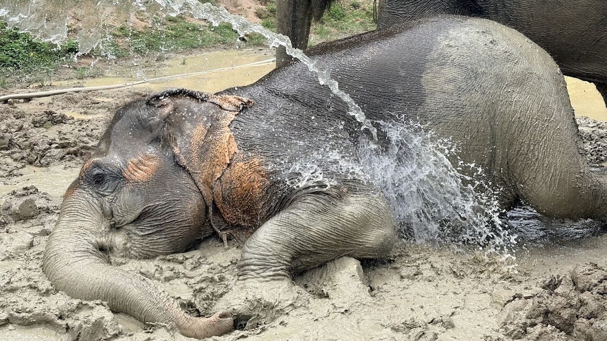 Elephant Jungle Sanctuary Samui (Soi 1 Branch) photo 4