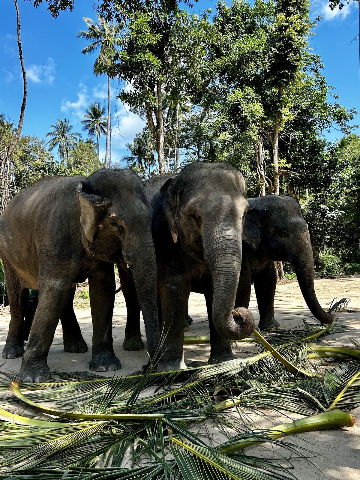 Elephant Jungle Sanctuary Samui (Soi 1 Branch), Koh Samui
