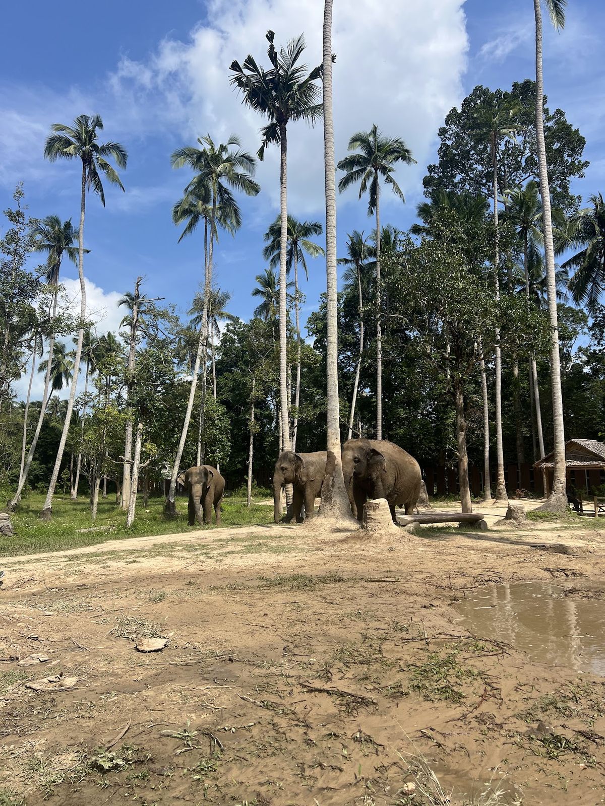 Elephant Jungle Sanctuary Samui (Soi 2 Branch) photo 2