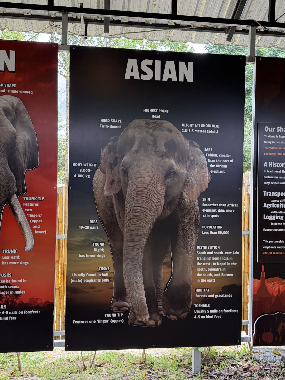 Elephant Jungle Sanctuary Samui (Soi 2 Branch) photo 3