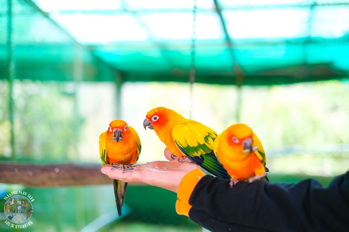 Paradise Park​ Farm, Koh Samui