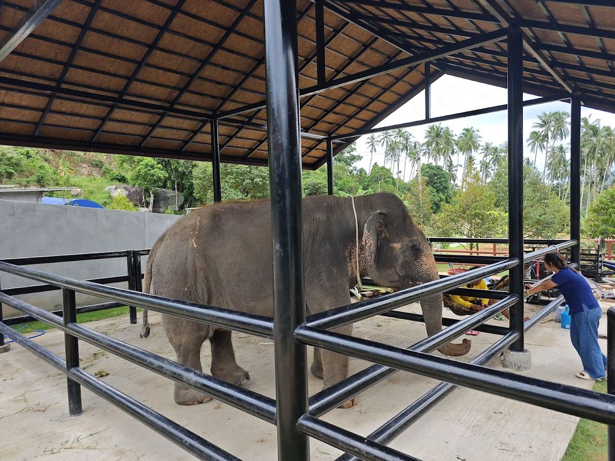 Samui Elephant Conservation photo 2
