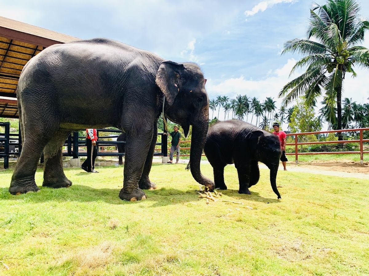 Samui Elephant Conservation photo 3