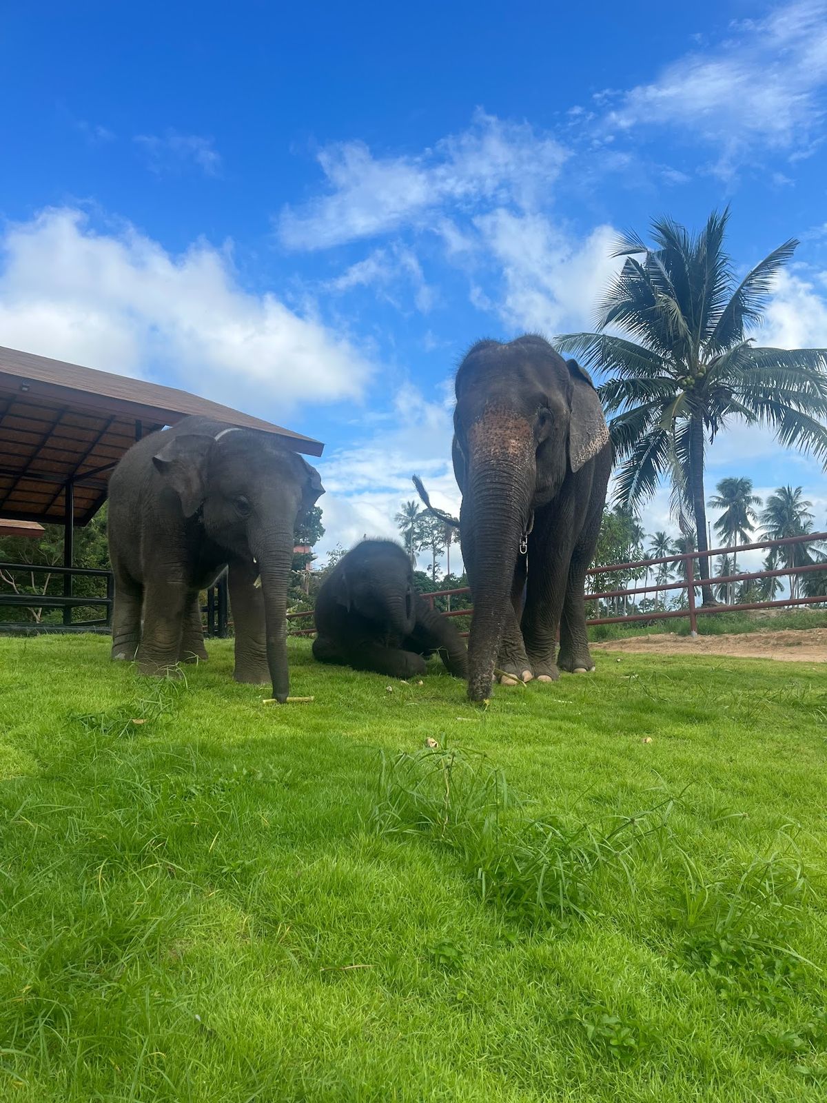 Samui Elephant Conservation, Koh Samui