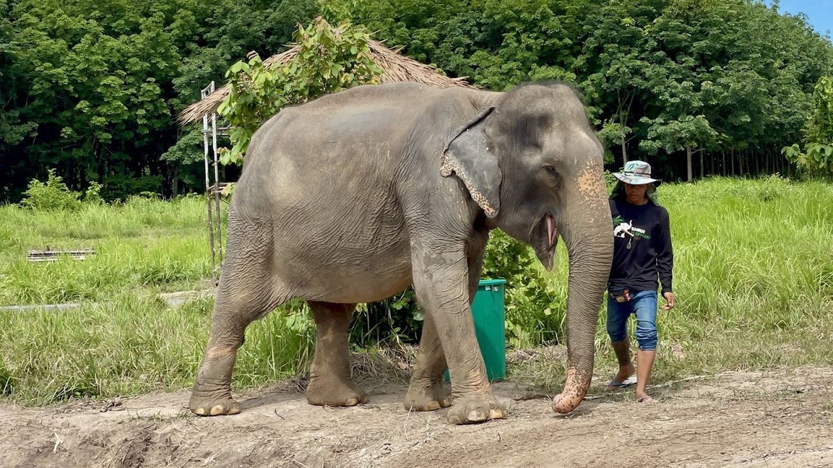 Samui Elephant Home photo 3