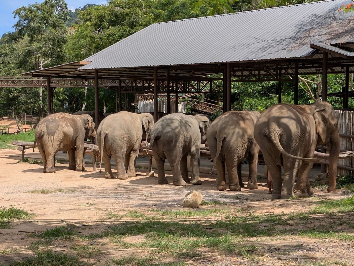 Samui Elephant Kingdom Sanctuary photo 3
