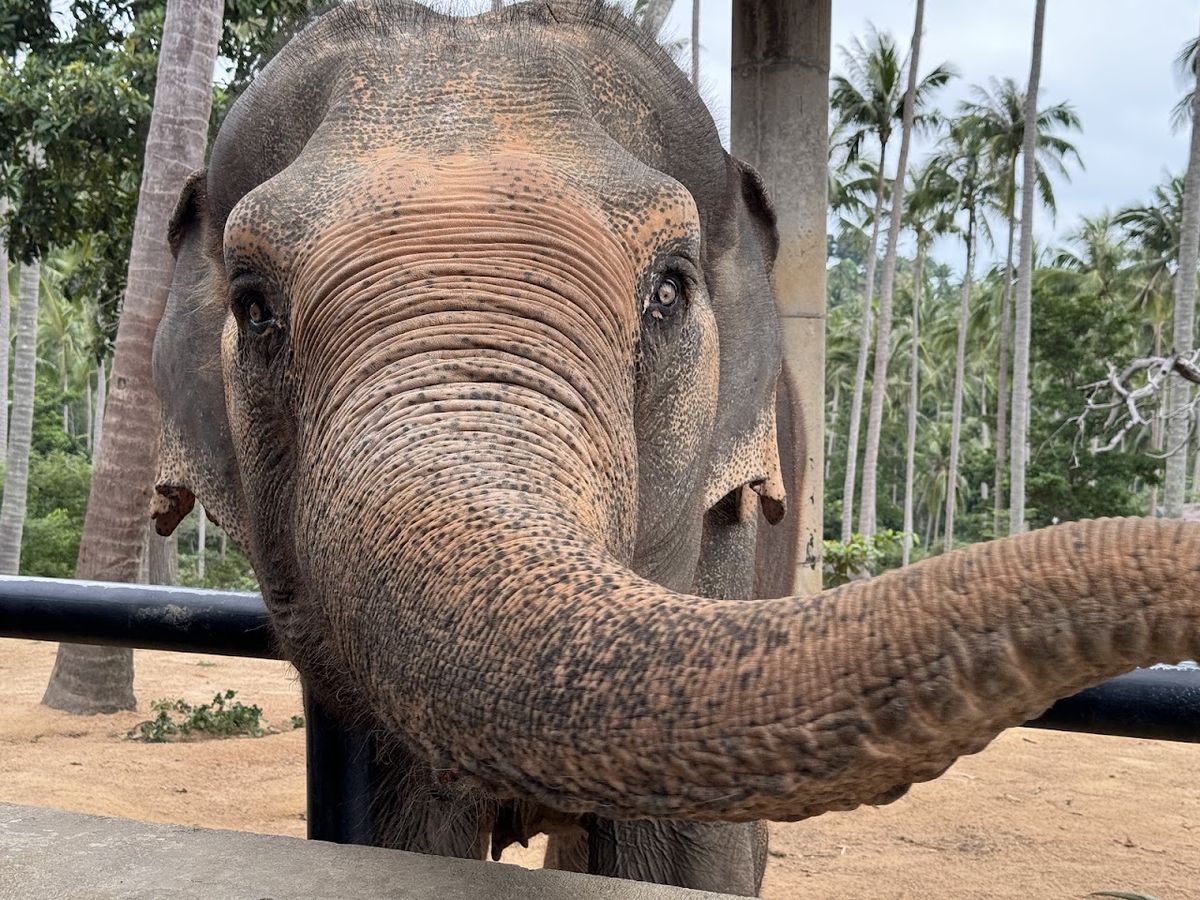 Samui Elephant Sanctuary photo 2