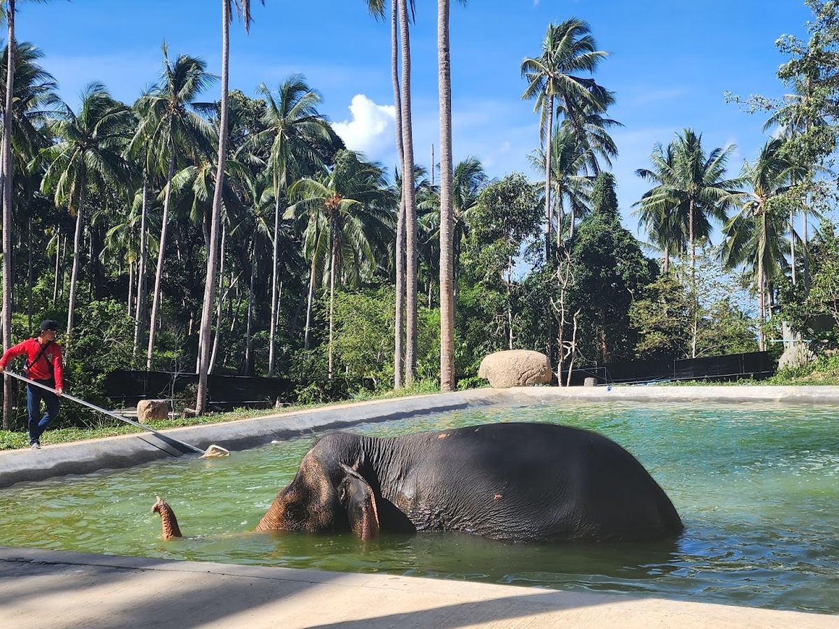 Samui Elephant Sanctuary photo 3