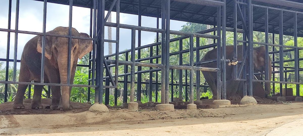 Samui Elephant Sanctuary photo 4