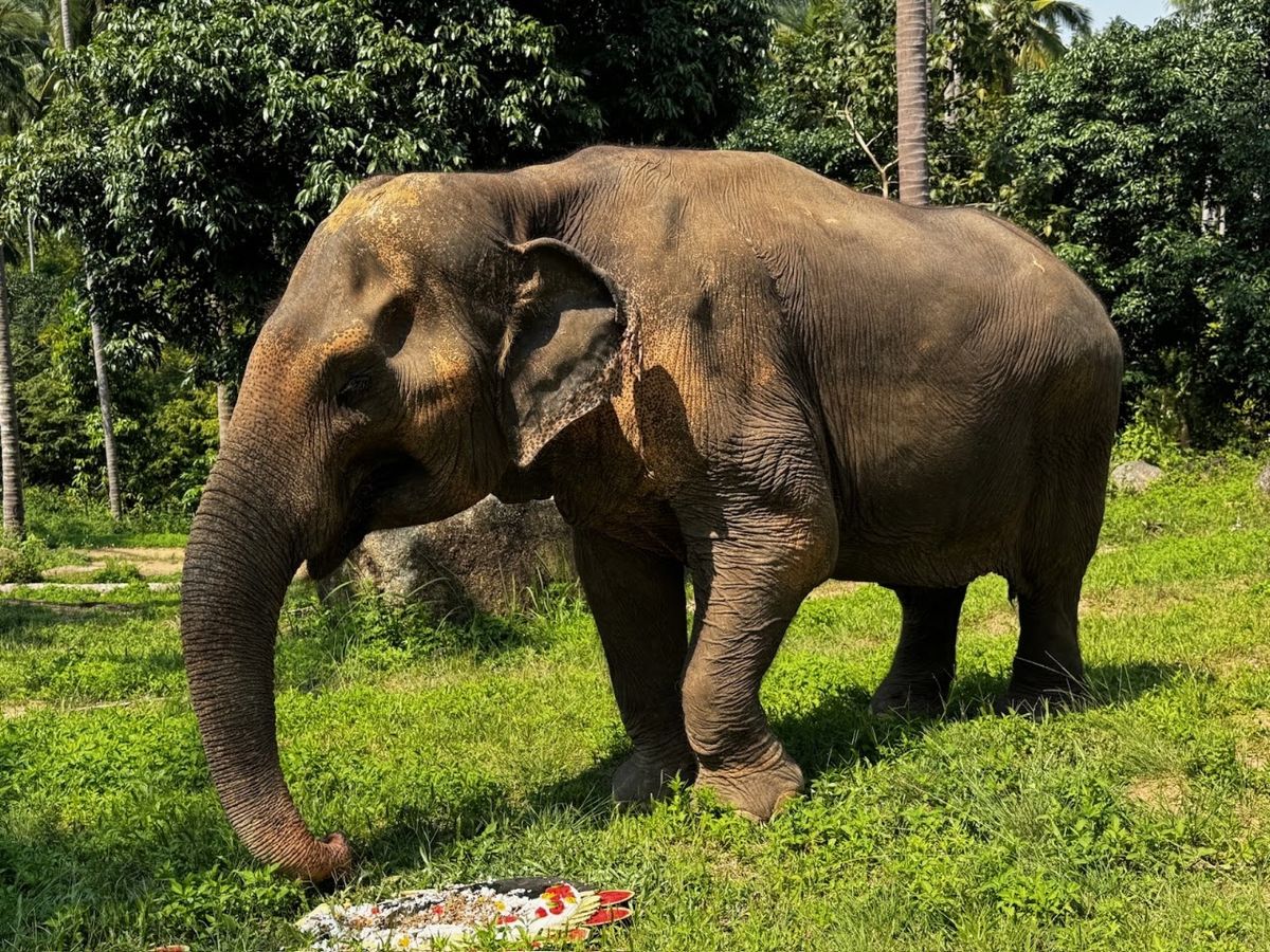 Samui Elephant Sanctuary, Koh Samui