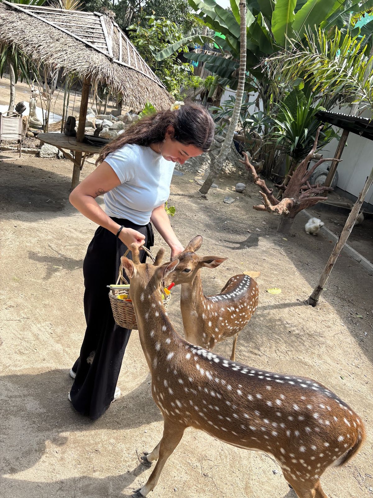 Samui exotic park, Koh Samui