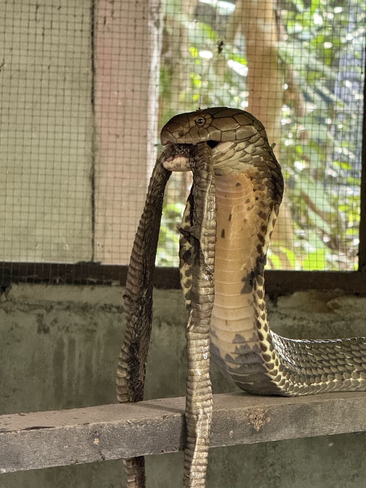 Snake Farm Koh Samui photo 3