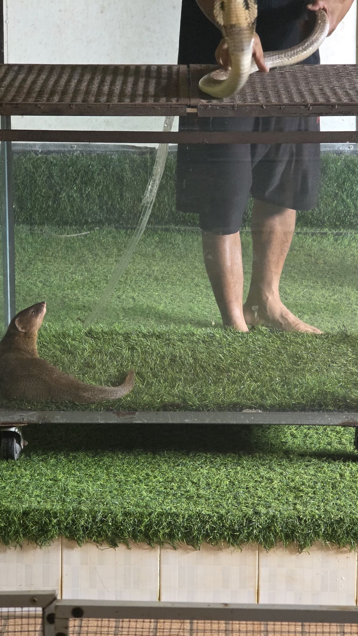 Snake Show Center Na Mueang, Koh Samui