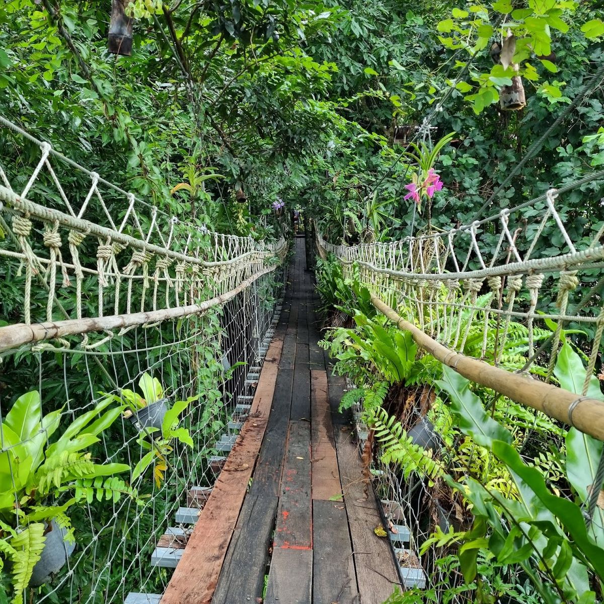 Tree Bridge Zipline Samui photo 2